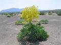 Ferula assa foetida